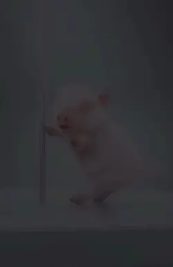 Bacon on a stic