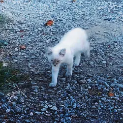 Edit of my cats - !!