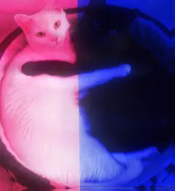 TV GIRL TEMPLATE