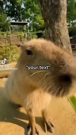 Capybara