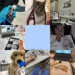 Veterinarian 