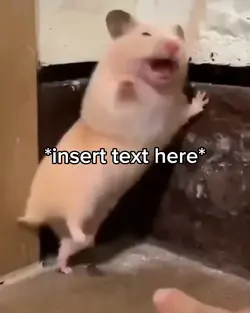 Surprised Hamster 