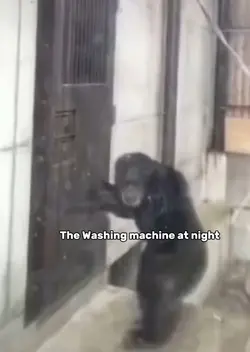 The Washing Machine 