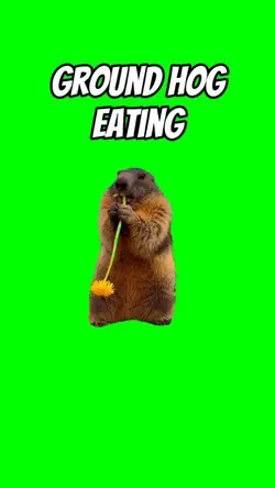 Groundhog eating 