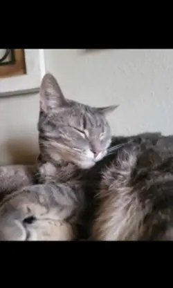 this is misty