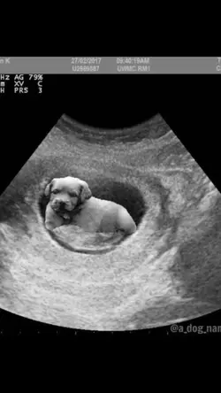 ultrassom de cachorr