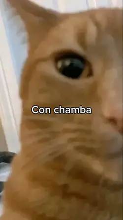 Con/Sin chamba