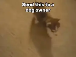 Wild Dog