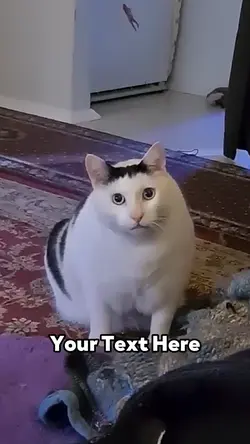 Huh Cat 2