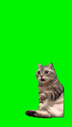 Shocked cat