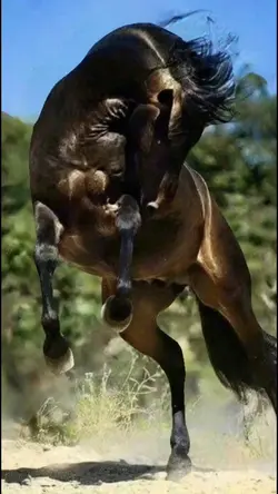 Horses 