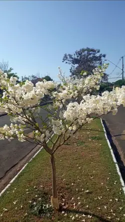 Modelo p/ baixar