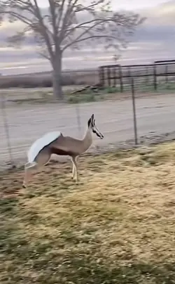 Funny deer