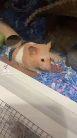 Hamster 