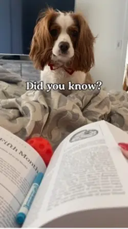 Ur dog and pregnancy