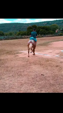 engraçado 