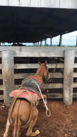 Rumo a Barretos remx
