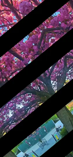 Cherry Blossoms