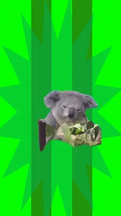 Koala beatin