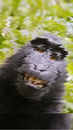 Monkey edit