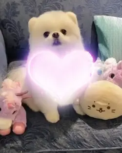 modelo para seu pet