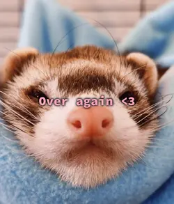 Ferrets <3