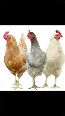 Trio