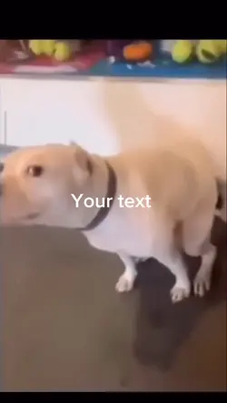 Twirling Doggo