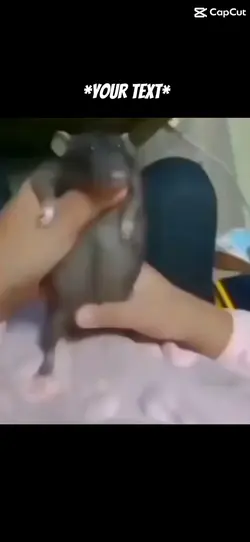 slaying rat