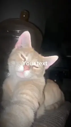 Chad Cat Mogs