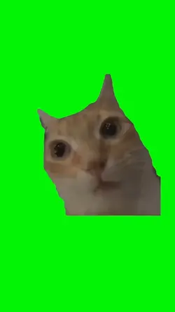 Ginger Cat Stare