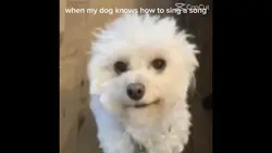 my dog is singing 