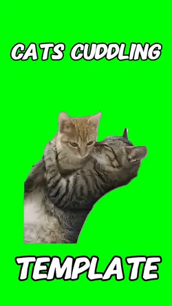 Cats cuddling meme