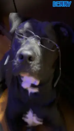 Dog Looks Grea