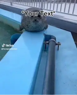 Seals meme