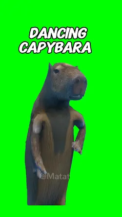 Dancing Capybara