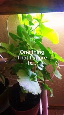 Plant tour