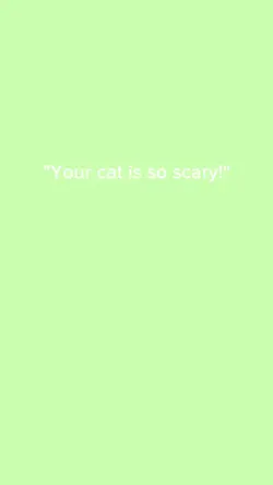 My cat