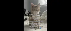My cat has cance