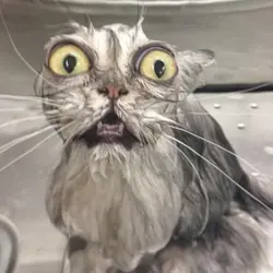 Goofy funny cats
