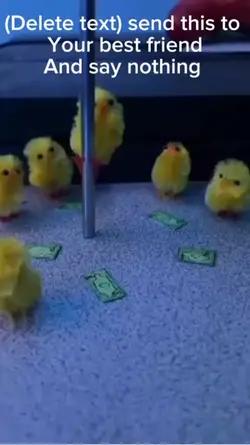 Cute duck 
