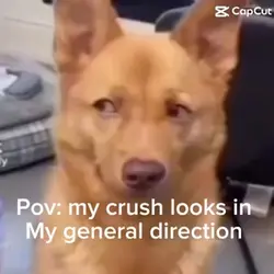 Bashful dog meme