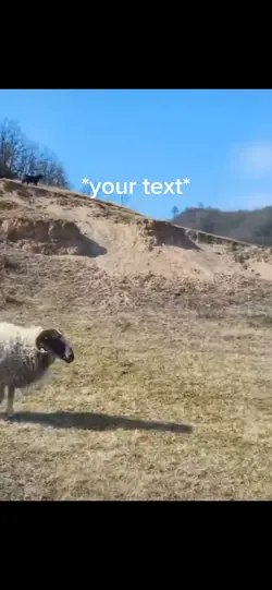 Sheep
