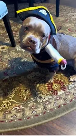 Talking Dog