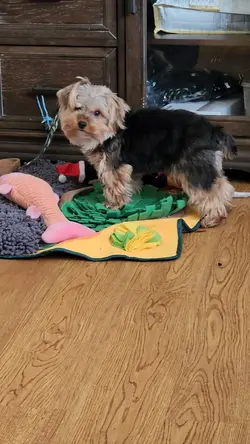 Teddy