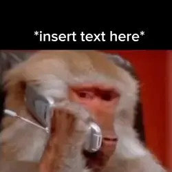 Monkey Meme