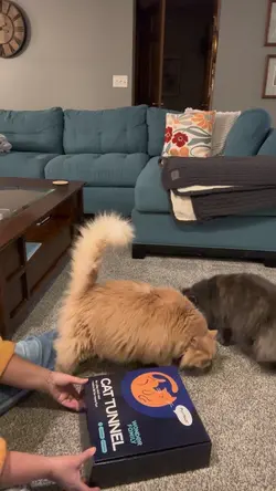 Cat toy