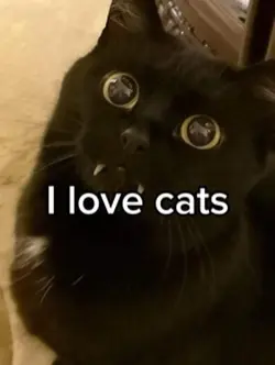 I love cats