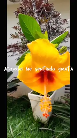 Grateful tradução