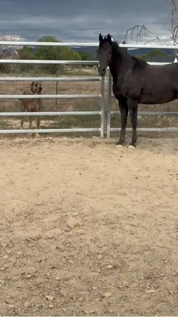 His little cat walk